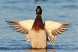 Mallardborder=